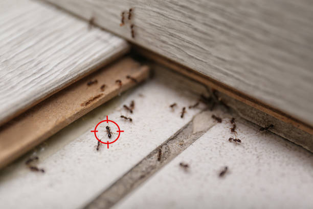 Best Cockroach Control Services  in Shelby, MS